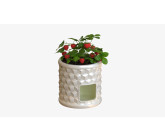 PoshCat Litter Box